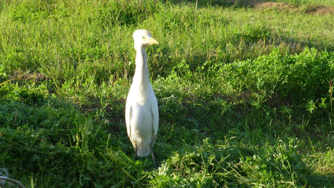 Willa Nubian Farm Aswan Zewnętrze zdjęcie