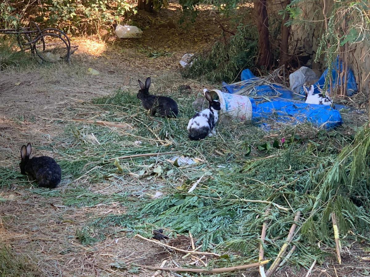 Willa Nubian Farm Aswan Zewnętrze zdjęcie