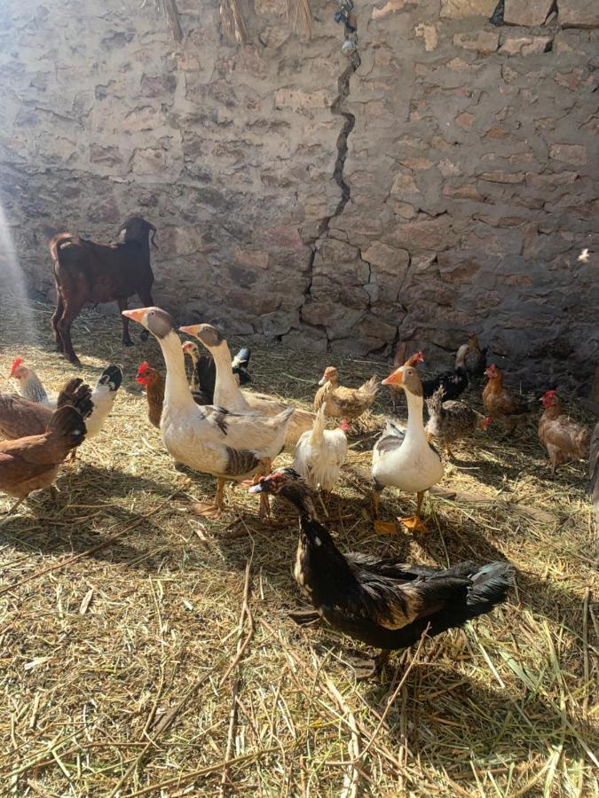 Willa Nubian Farm Aswan Zewnętrze zdjęcie